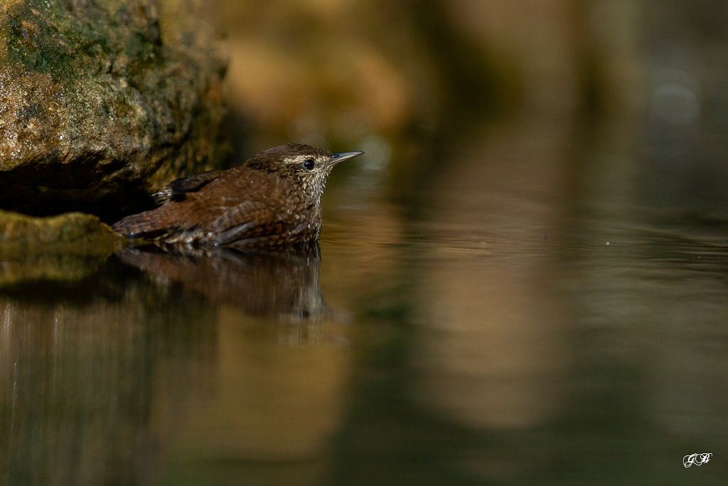 Troglodyte mignon (Troglodytes troglodytes) Winter wren-276.jpg