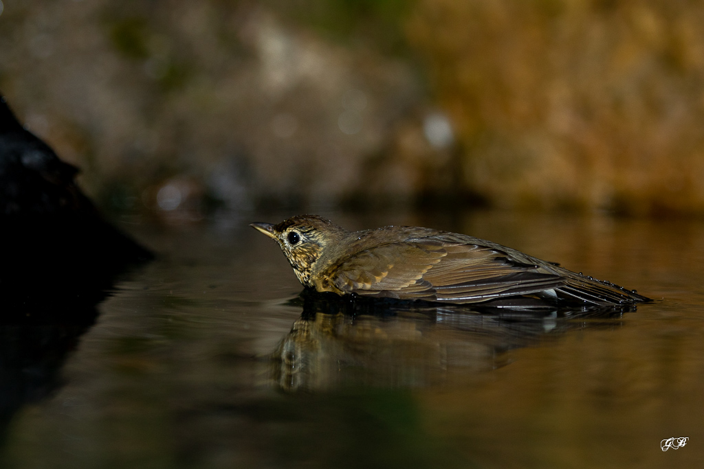 Grive Musicienne (Turdus philomelos) Song thrush-211.jpg