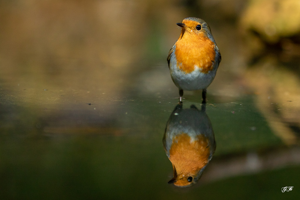 Rougegorge familier (Erithacus rubecula) European robin-636.jpg