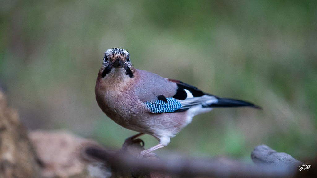 Geai des Chênes (Garrulus glandarius) Eurasian jay-332.jpg