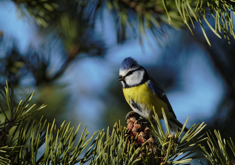 mésange bleue (161).jpg