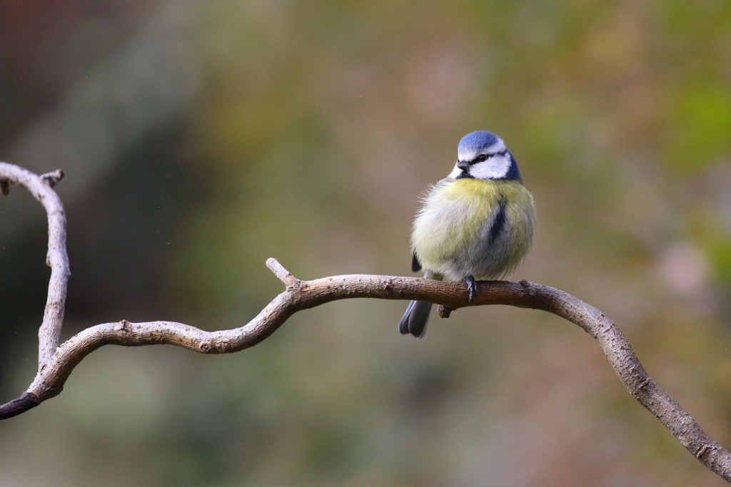 Mésange bleue I&N.JPG