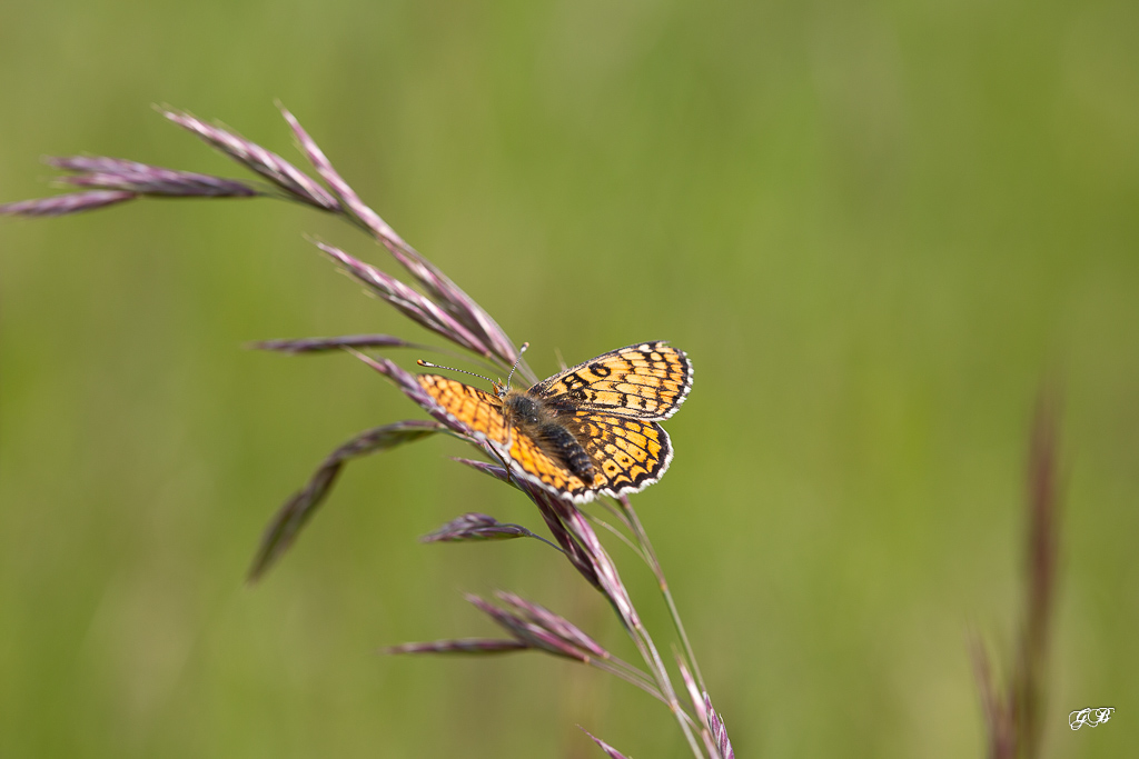 Mélitée du plantain ou Déesse à ceinturons ou Damier du plantain (Melitaea cinxia)-10.jpg