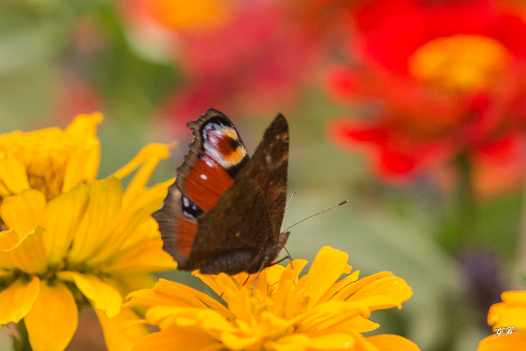 Paon du jour (Aglais io)-5.jpg