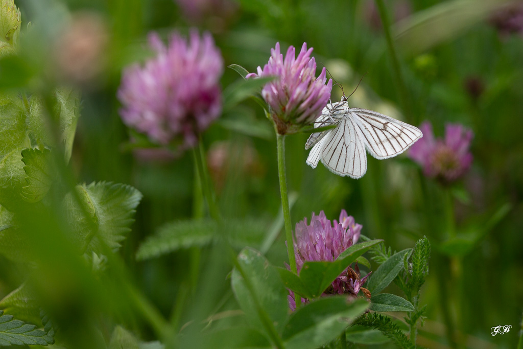 Phalène blanche (Siona lineata )-4.jpg