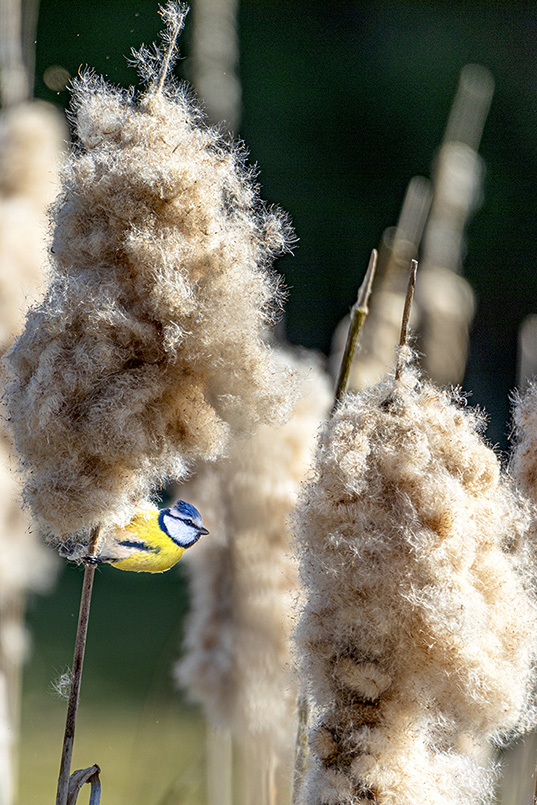 Mésange Bleue - Sur un Typha 3.jpg