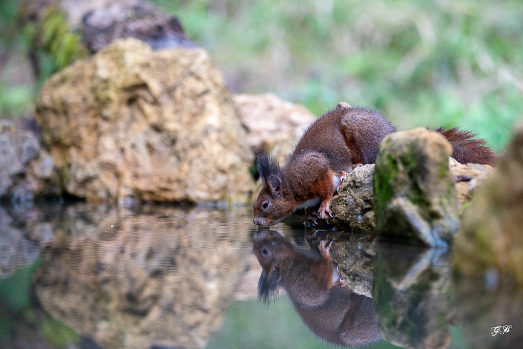 Ecureuil roux (Sciurus vulgaris) Red squirel-514.jpg