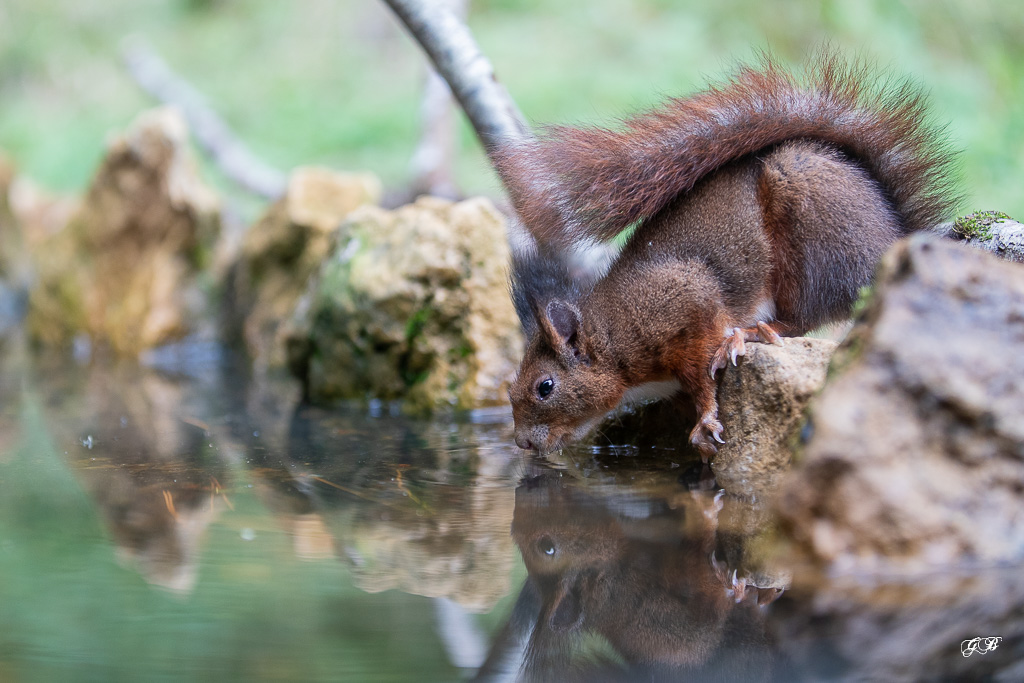 Ecureuil roux (Sciurus vulgaris) Red squirel-523.jpg