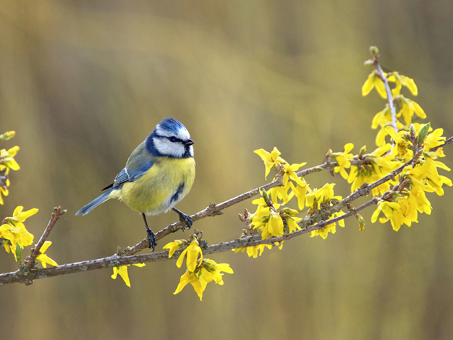 JCO Mésange bleue.jpg