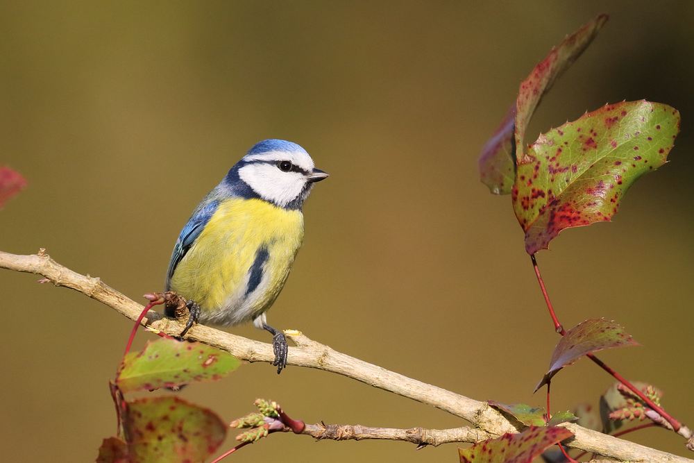 mésange bleue 2.jpg