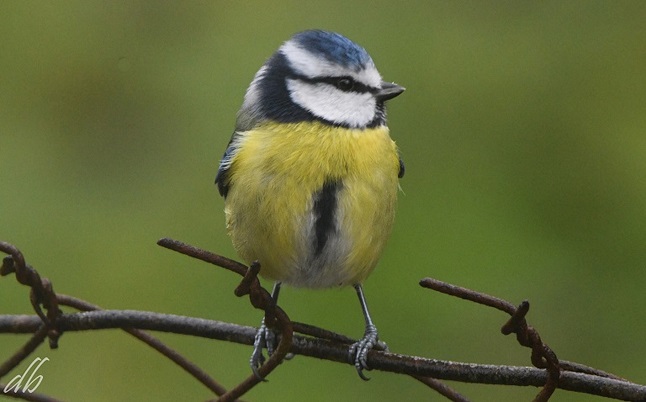 Mésange bleue GP 3.jpg