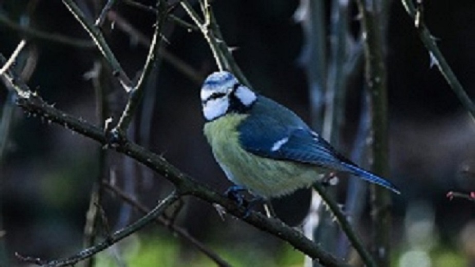 Mésange bleue 5 - Copie.jpg