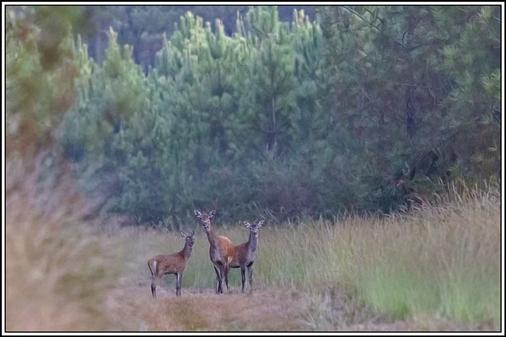 cerf(3637).jpg