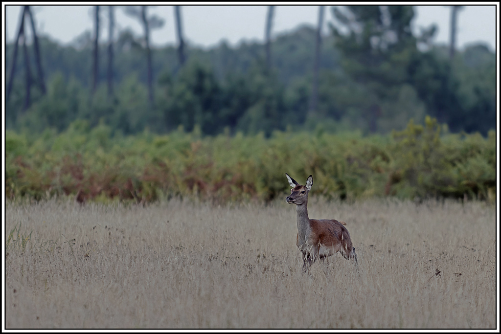 cerf(3638).jpg