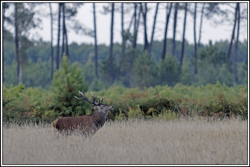 cerf(3641).jpg