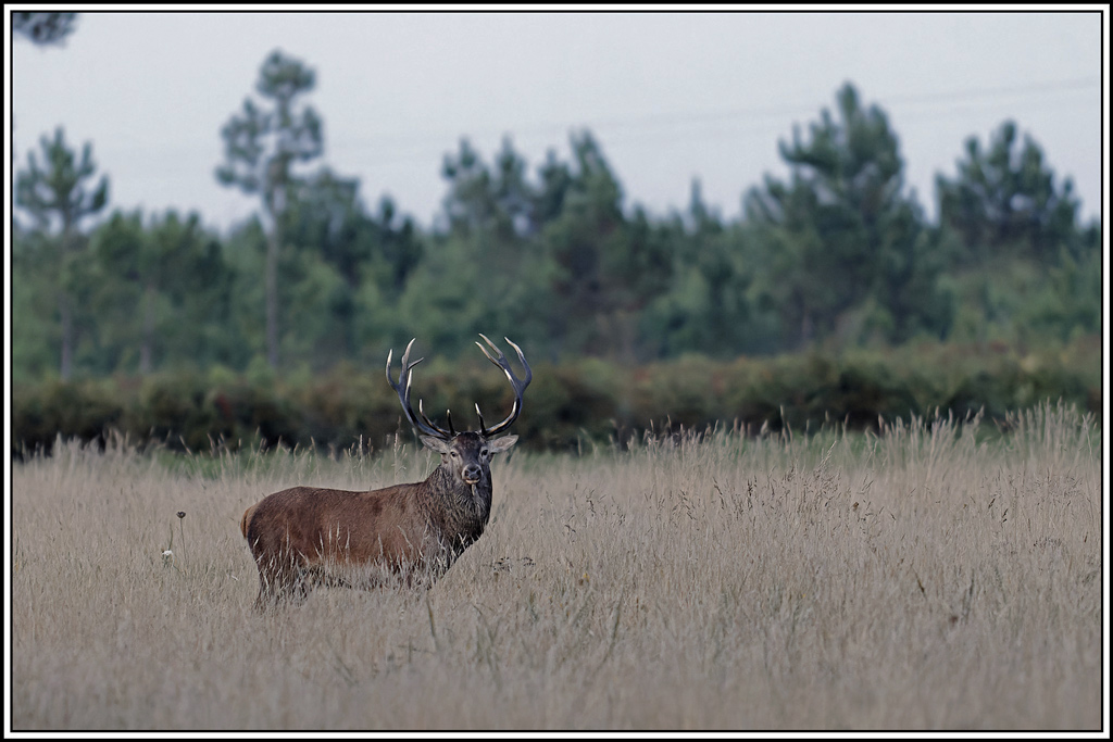 cerf(3648).jpg