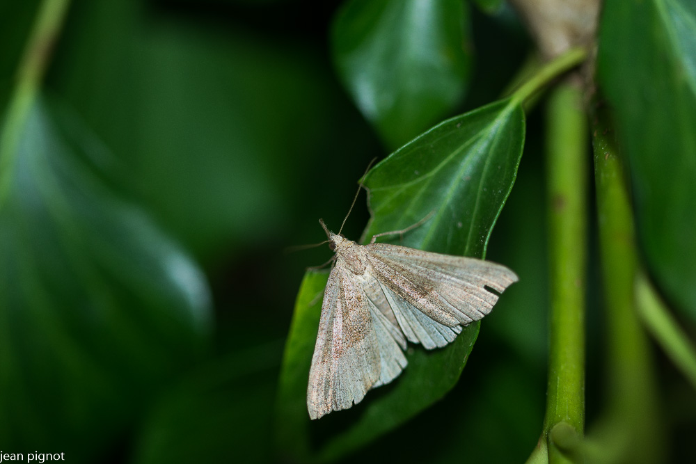 papillon de nuit.JPG