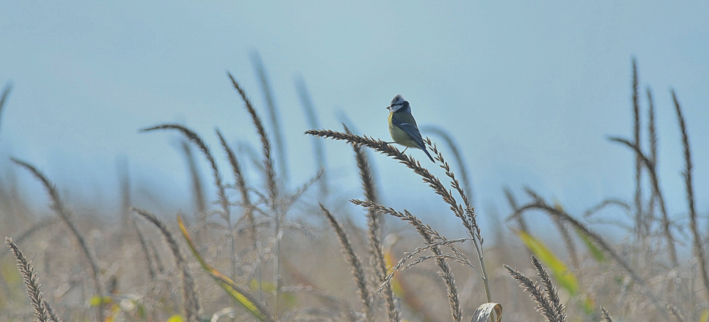 P'tite bleue sur sa canopée-2.jpg