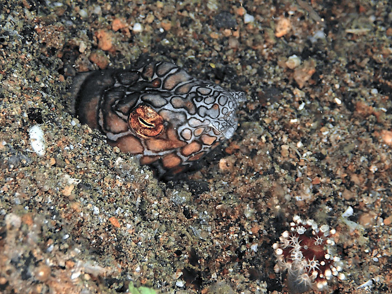 anguille serpent Napoléon - ophichthus bonapartiste - Napoleon snake eel.jpeg