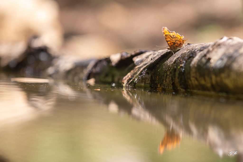 Robert le diable (Polygonia c-album)-Comma-32.jpg