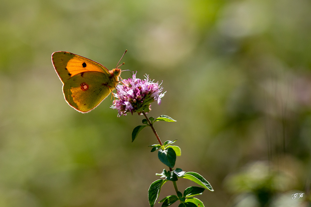 Souci (Colias croceus ou Colias crocea)-1.jpg