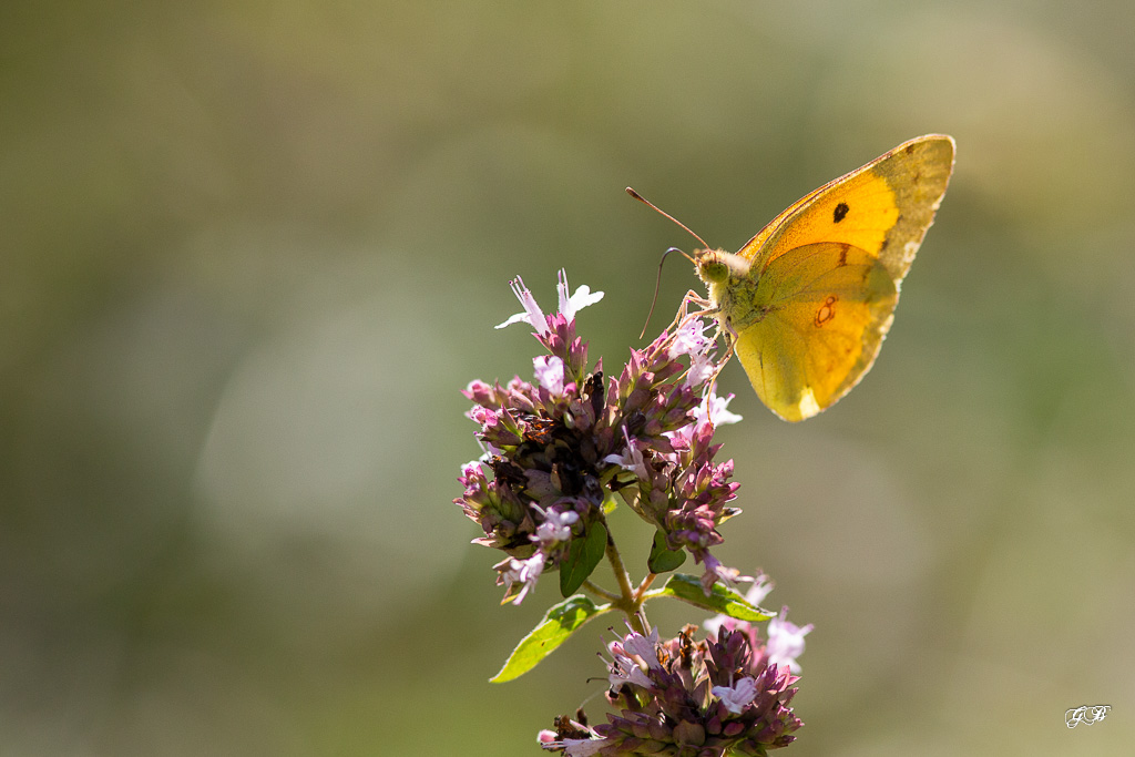 Souci (Colias croceus ou Colias crocea)-4.jpg