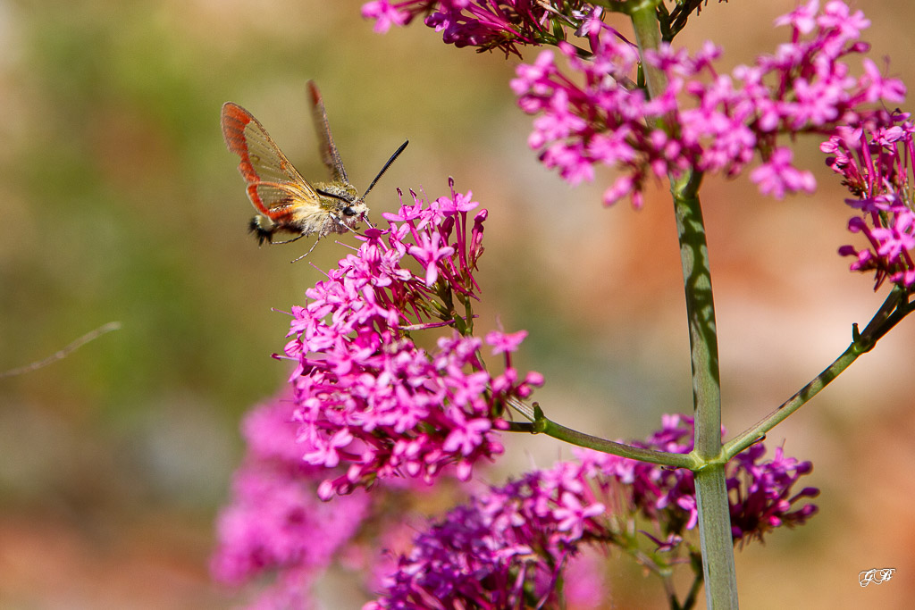 Sphinx Gazé ou Sphinx du Chèvrefeuille (Hemaris fuciformis)-1.jpg