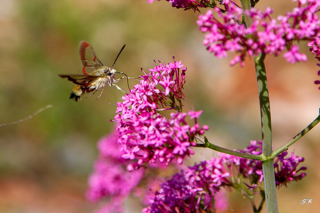 Sphinx Gazé ou Sphinx du Chèvrefeuille (Hemaris fuciformis)-2.jpg