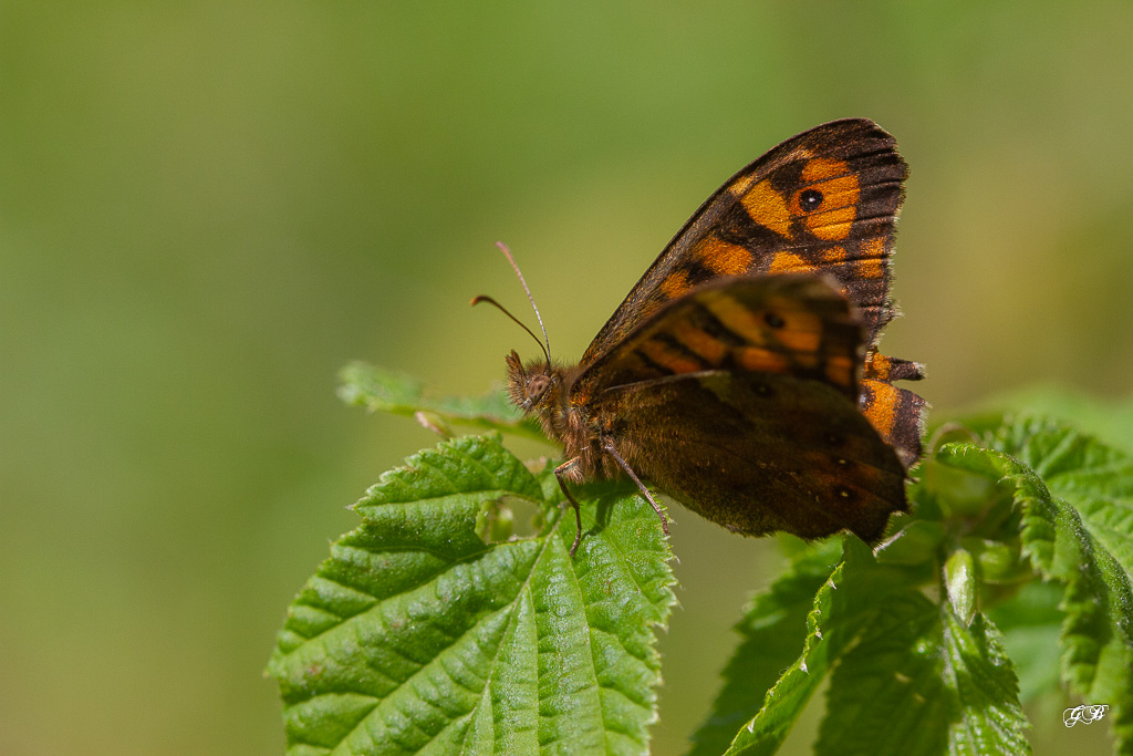 Tircis (Pararge aegeria)-speckled wood-1.jpg