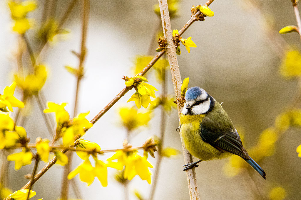 mesange bleue-Cyanistes caeruleus-sur forsythia__DSC6550.jpg