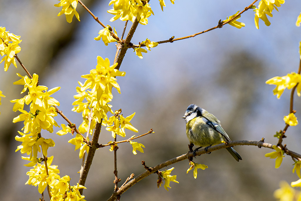 mesange-bleue-Cyaniste caeruleus_DSC1594.jpg