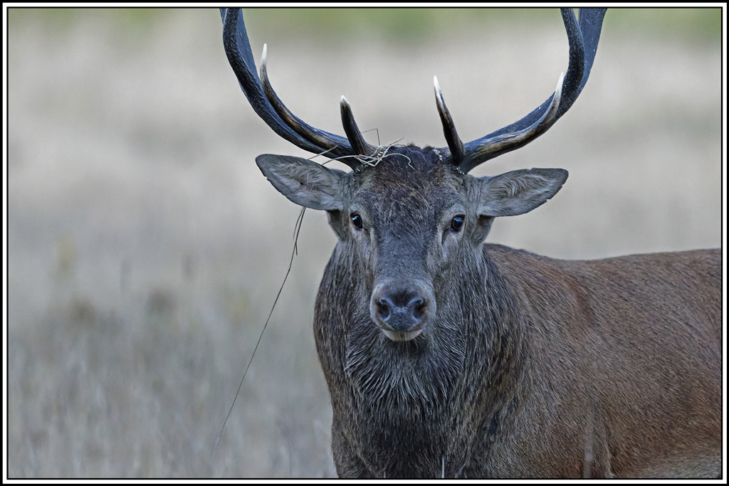 cerf(3655).jpg