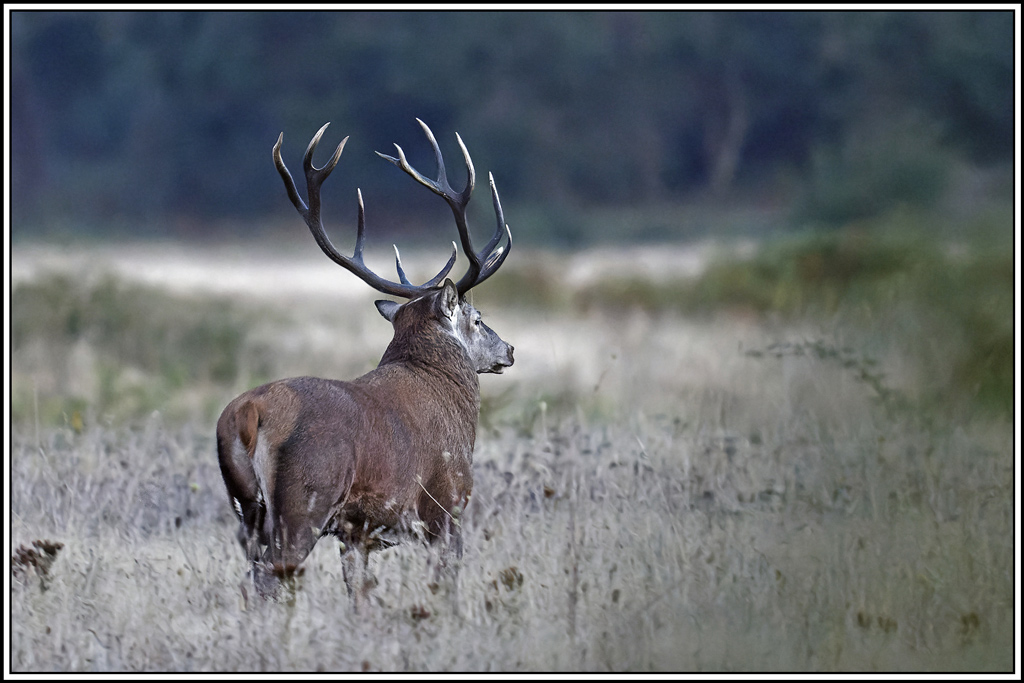 cerf(3658).jpg