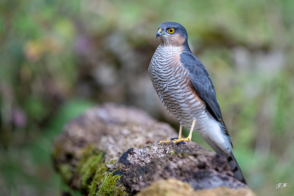 Epervier d'Europe (Accipiter nisus) European hawk-2.jpg