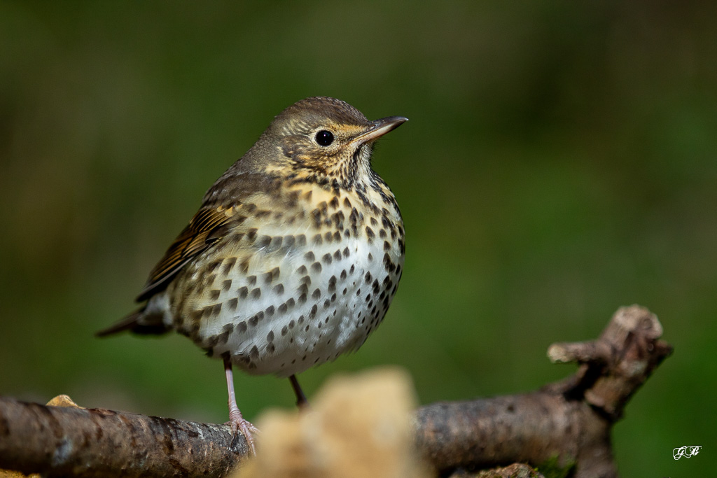 Grive Musicienne (Turdus philomelos) Song thrush-209.jpg