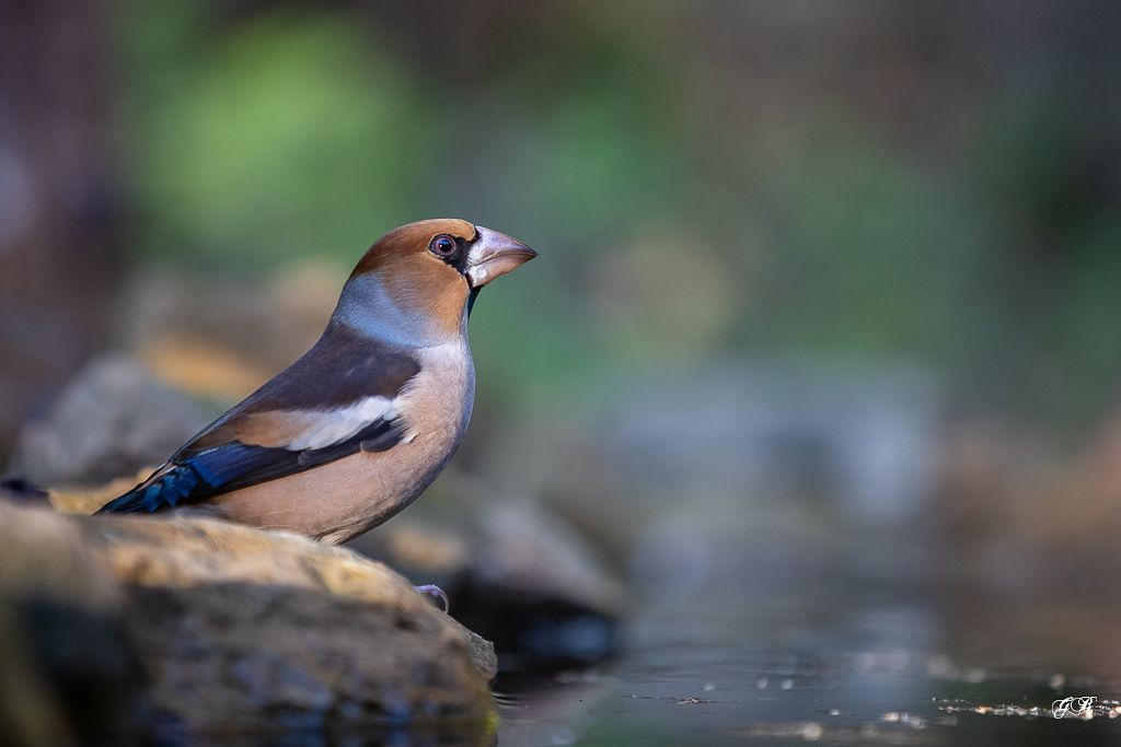 Gros Bec Casse Noyaux (Coccothraustes coccothraustes), Hawfinch-306.jpg