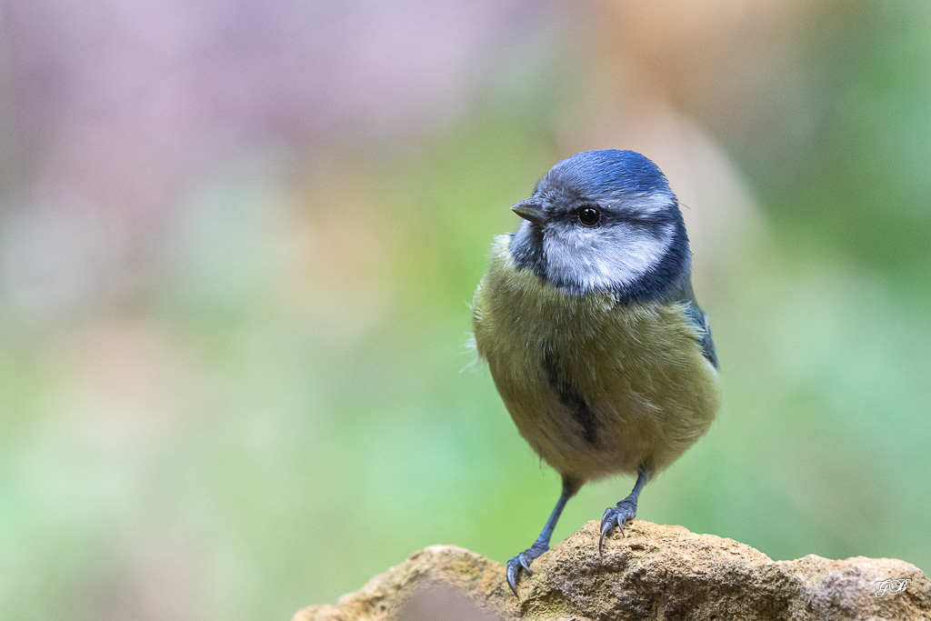 Mésange bleue (Parus caeruleus) European blue Tit-504.jpg