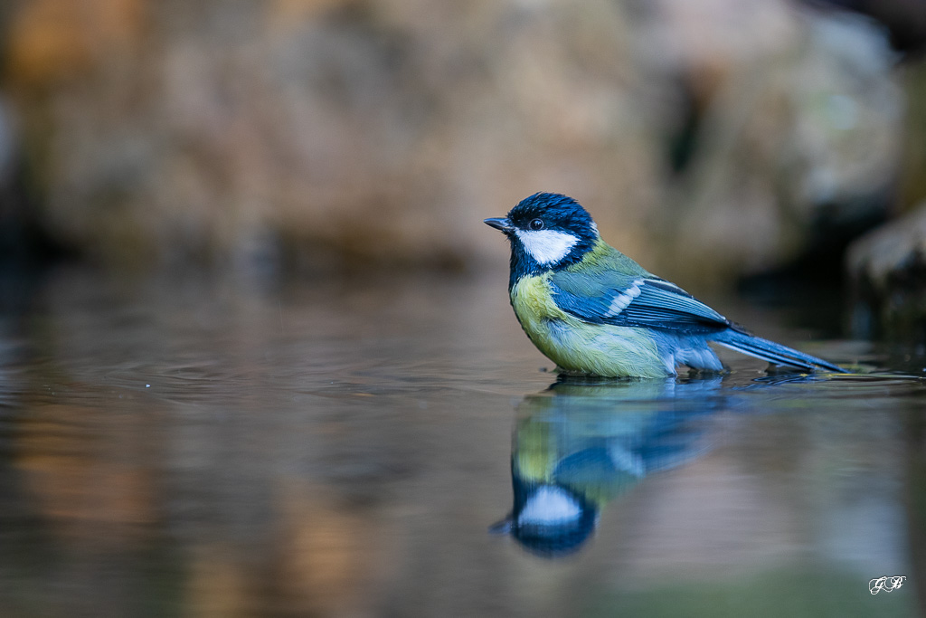 Mésange charbonnière (Parus major) Great Tit-484.jpg