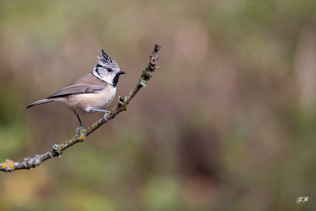 Mésange Huppée (Parus cristalus) Crested Tit-192.jpg