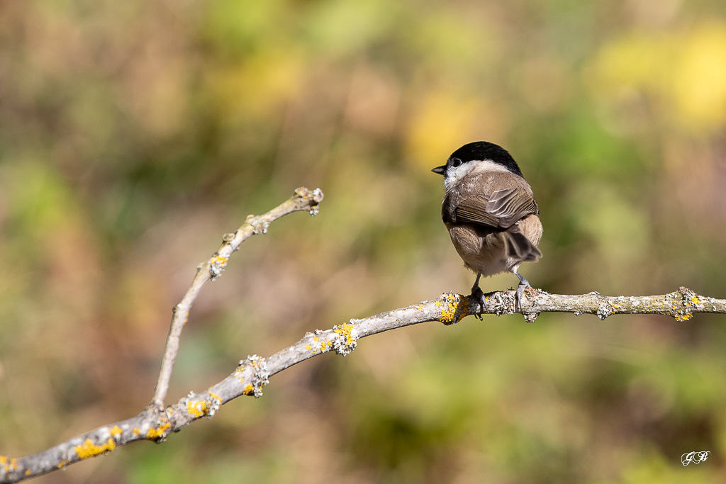 Mésange Nonette (Parus palustris) Marsh Tit-169.jpg