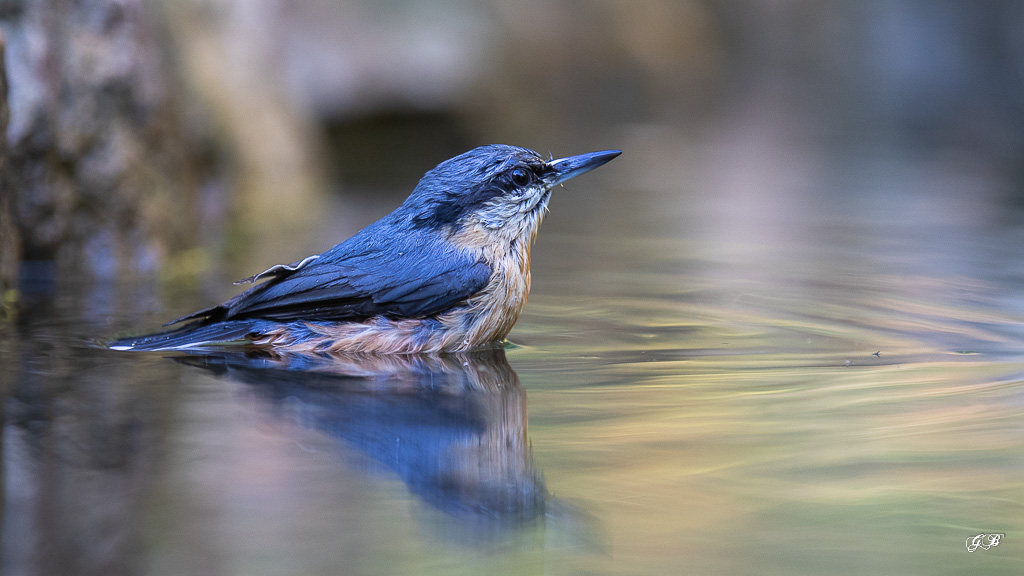 Sitelle Torchepot (Sitta europaea) Wood Nuthatch or Eurasian Nuthatch-214.jpg