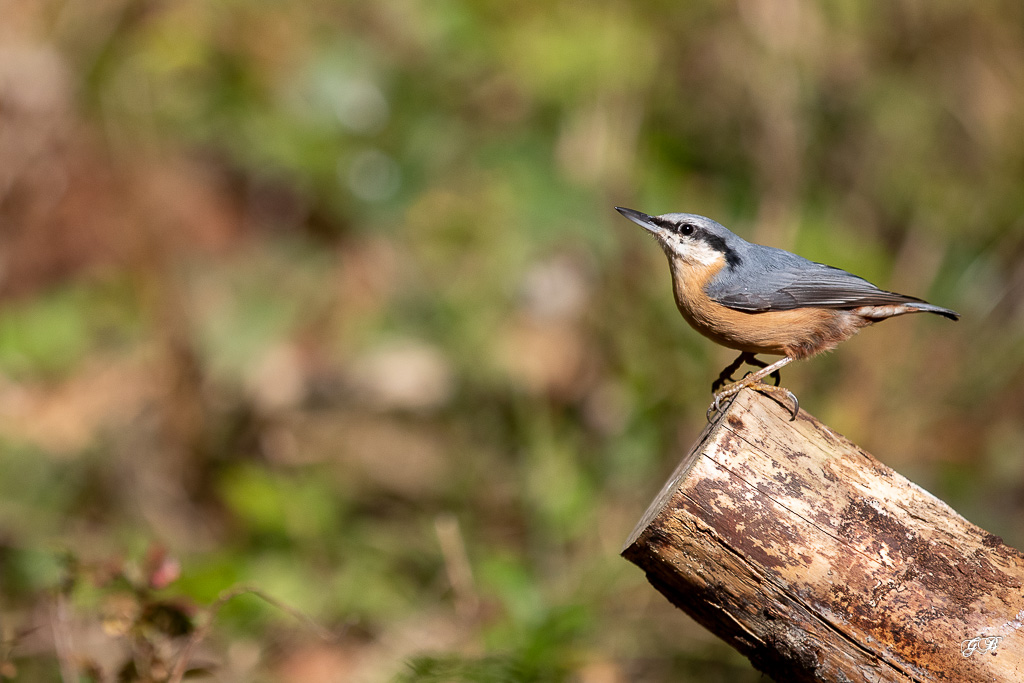 Sitelle Torchepot (Sitta europaea) Wood Nuthatch or Eurasian Nuthatch-240.jpg