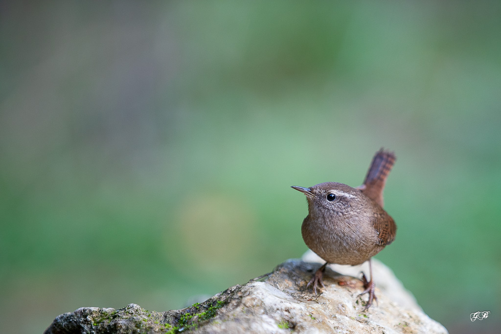 Troglodyte mignon (Troglodytes troglodytes) Winter wren-283.jpg