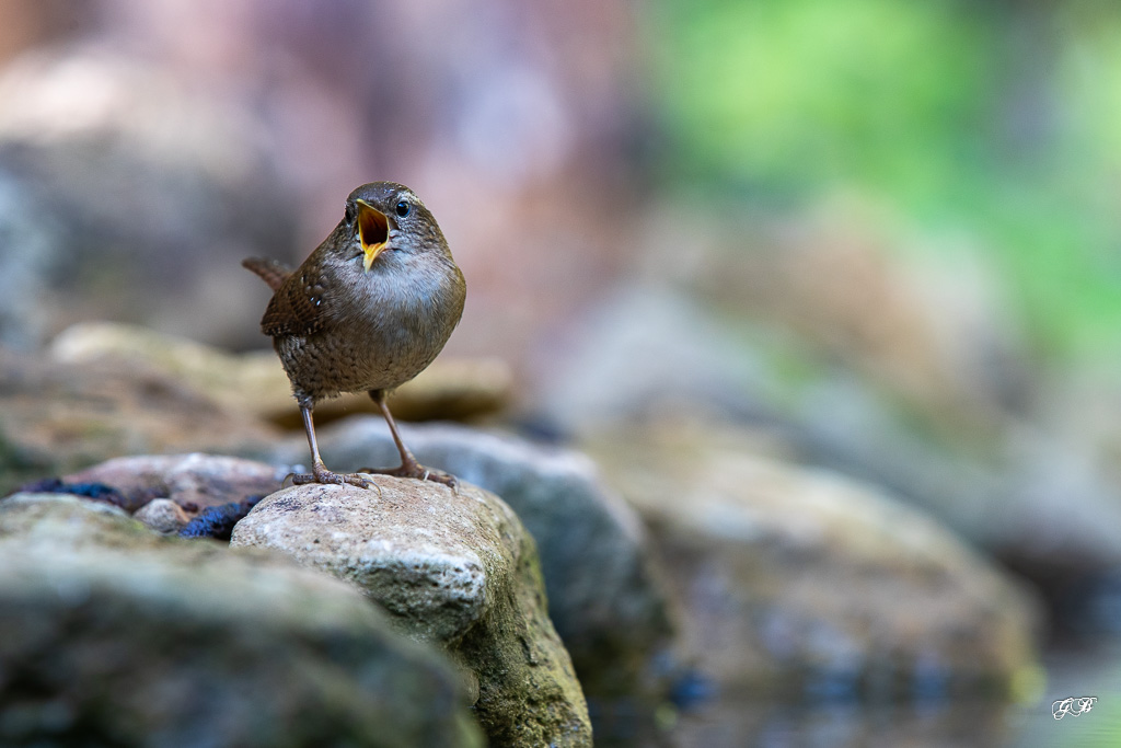 Troglodyte mignon (Troglodytes troglodytes) Winter wren-301.jpg