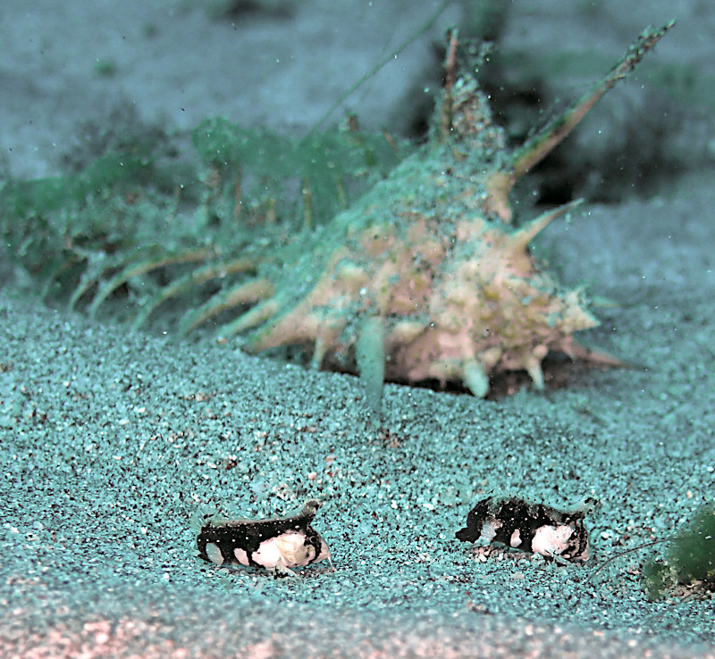 Poissons crapauds - Frogfish 5mm.jpeg