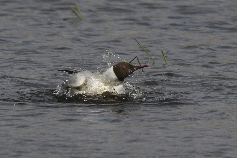 mouette rieuse.jpeg