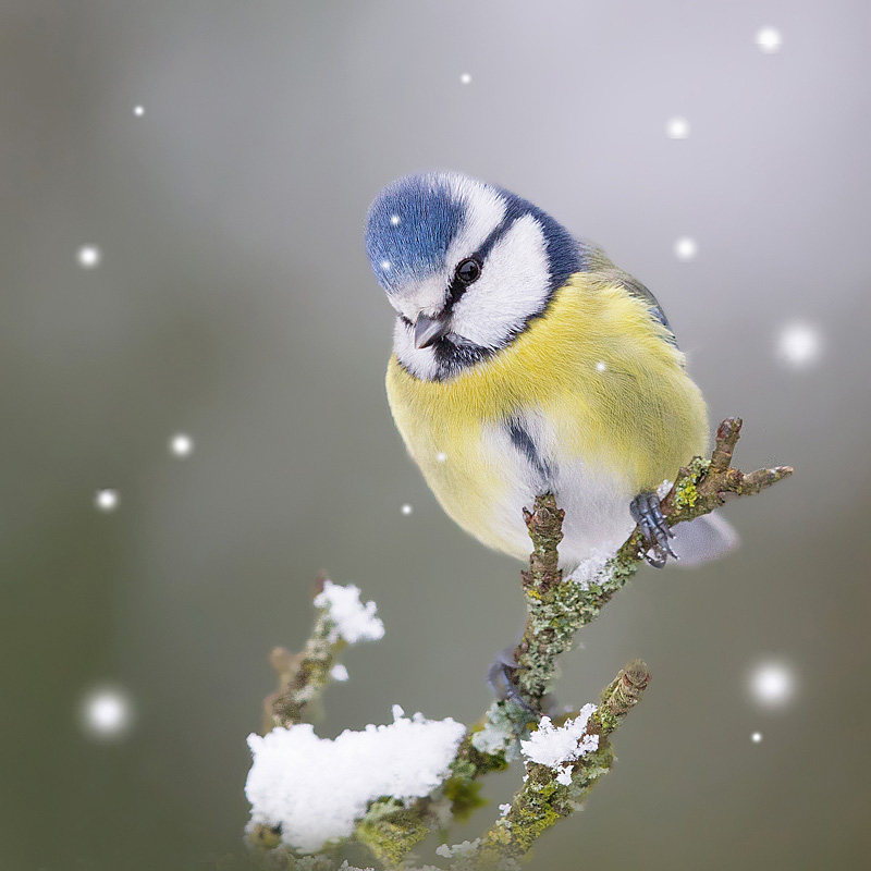 mésange bleue 1 J Rivière.jpg