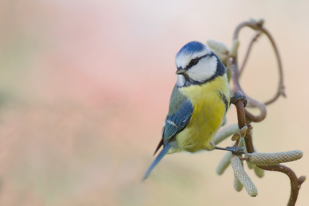 mésange bleue 3 J Rivière.jpg