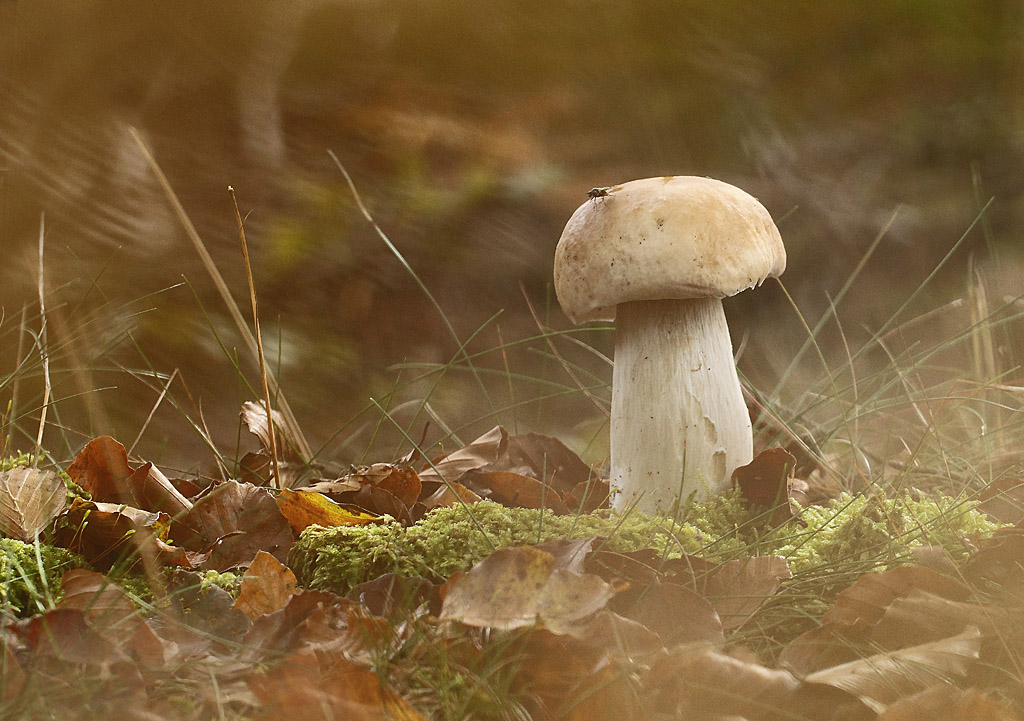 Cèpe de Bordeaux - Boletus edulis.JPG