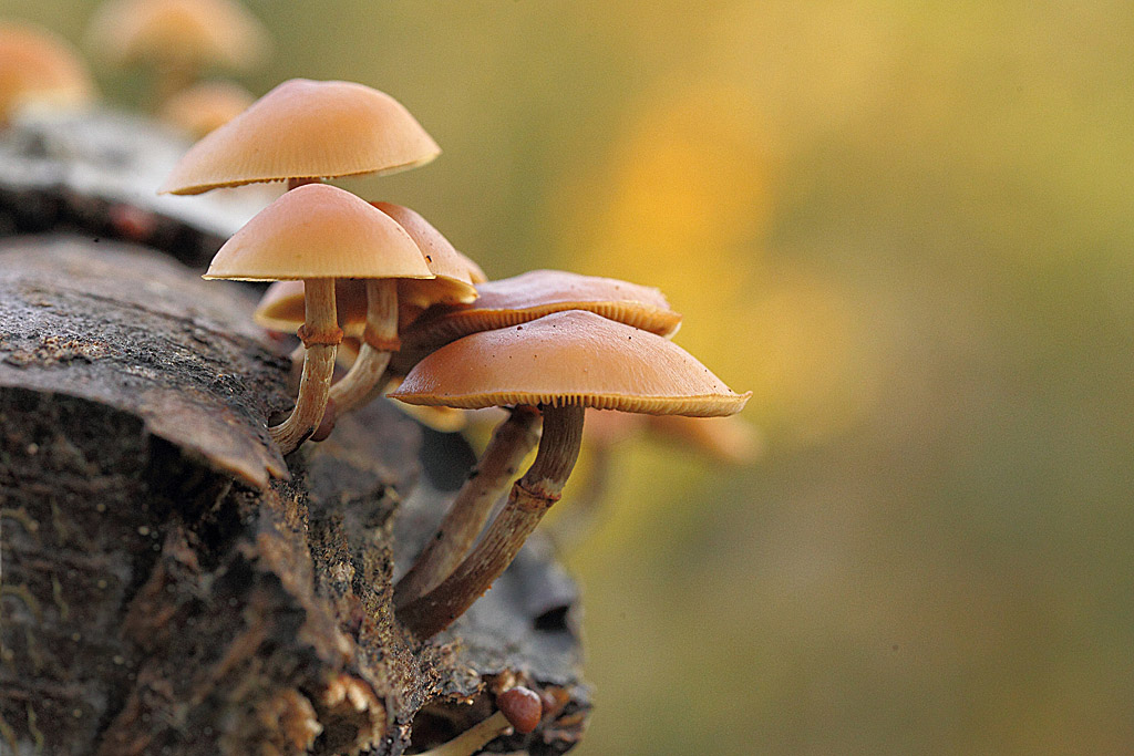 Galère marginée - Galerina marginata.JPG